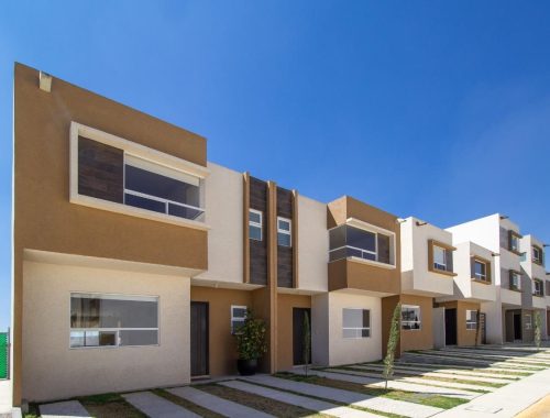 Olivo San fernando 01